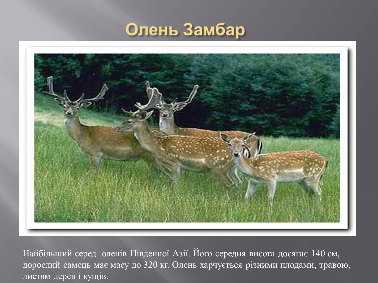 Презентація на тему «Органічний світ Гімалаїв» - Слайд #11 Презентація на тему «Органічний світ Гімалаїв» - Слайд #11