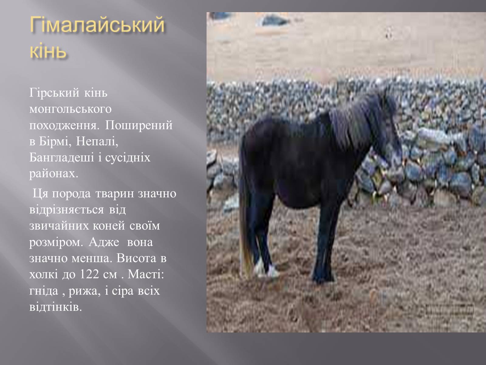 Презентація на тему «Органічний світ Гімалаїв» - Слайд #12 Презентація на тему «Органічний світ Гімалаїв» - Слайд #12