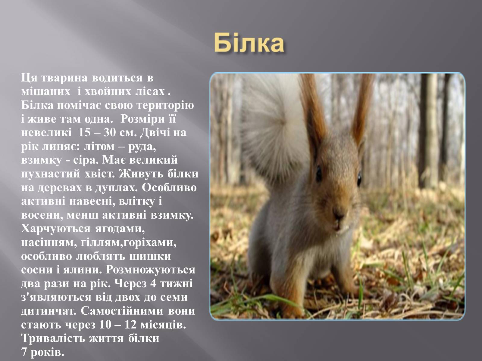 Презентація на тему «Органічний світ Гімалаїв» - Слайд #15 Презентація на тему «Органічний світ Гімалаїв» - Слайд #15