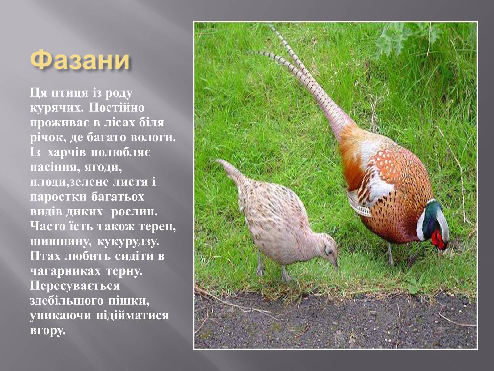 Презентація на тему «Органічний світ Гімалаїв» - Слайд #16 Презентація на тему «Органічний світ Гімалаїв» - Слайд #16