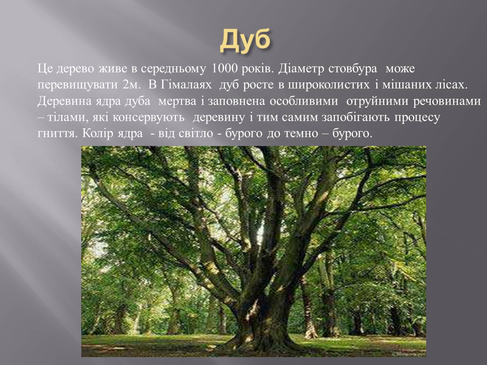 Презентація на тему «Органічний світ Гімалаїв» - Слайд #19 Презентація на тему «Органічний світ Гімалаїв» - Слайд #19