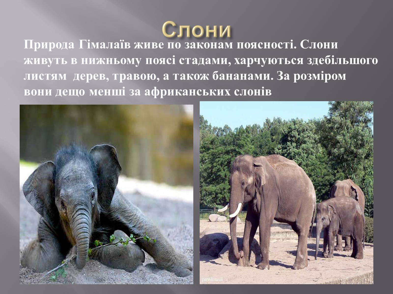 Презентація на тему «Органічний світ Гімалаїв» - Слайд #2 Презентація на тему «Органічний світ Гімалаїв» - Слайд #2