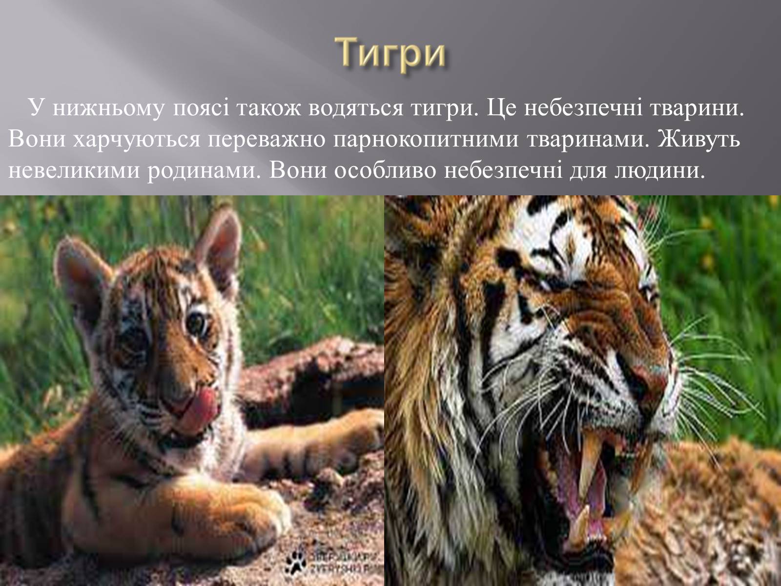 Презентація на тему «Органічний світ Гімалаїв» - Слайд #3 Презентація на тему «Органічний світ Гімалаїв» - Слайд #3