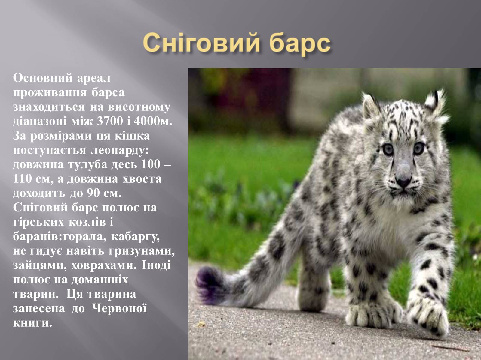 Презентація на тему «Органічний світ Гімалаїв» - Слайд #5 Презентація на тему «Органічний світ Гімалаїв» - Слайд #5