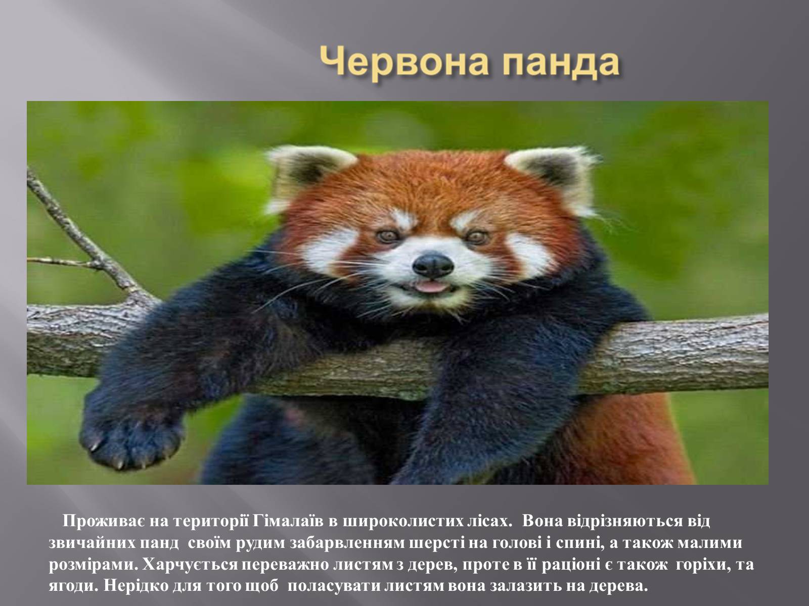 Презентація на тему «Органічний світ Гімалаїв» - Слайд #7 Презентація на тему «Органічний світ Гімалаїв» - Слайд #7