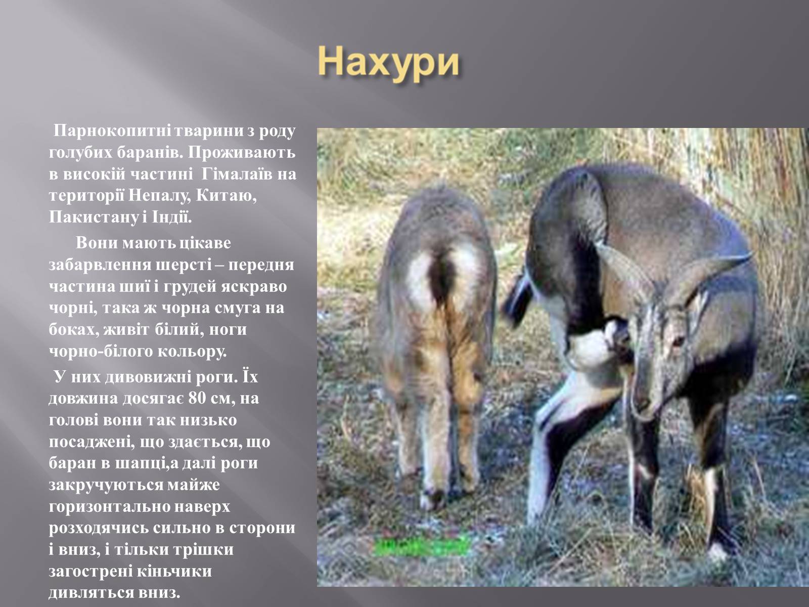 Презентація на тему «Органічний світ Гімалаїв» - Слайд #8 Презентація на тему «Органічний світ Гімалаїв» - Слайд #8