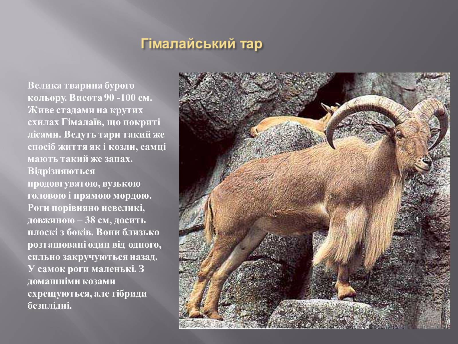 Презентація на тему «Органічний світ Гімалаїв» - Слайд #9 Презентація на тему «Органічний світ Гімалаїв» - Слайд #9
