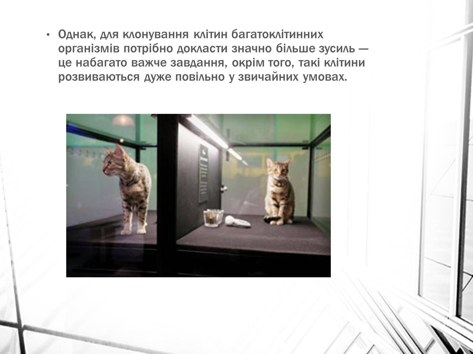 Презентація на тему «Клонування» (варіант 4) - Слайд #4 Презентація на тему «Клонування» (варіант 4) - Слайд #4