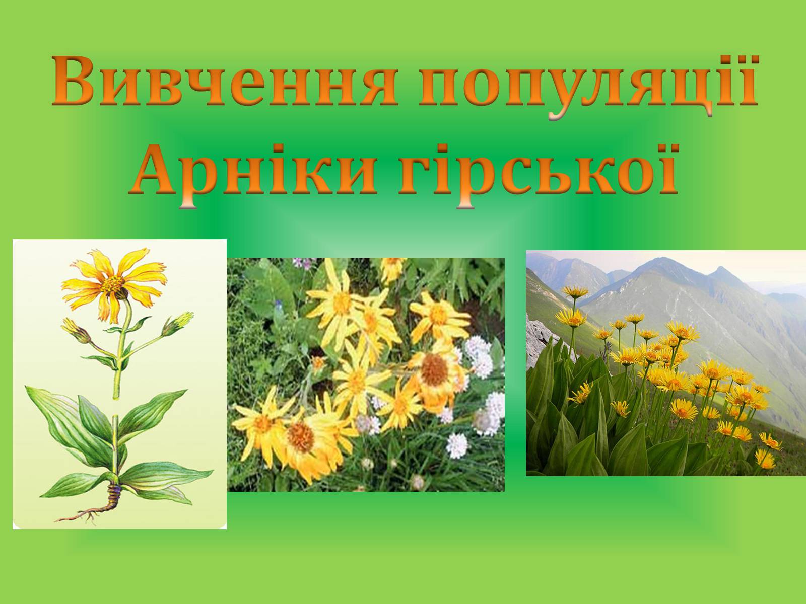 Презентація на тему «Вивчення популяції Арніки гірської» - Слайд #1 Презентація на тему «Вивчення популяції Арніки гірської» - Слайд #1
