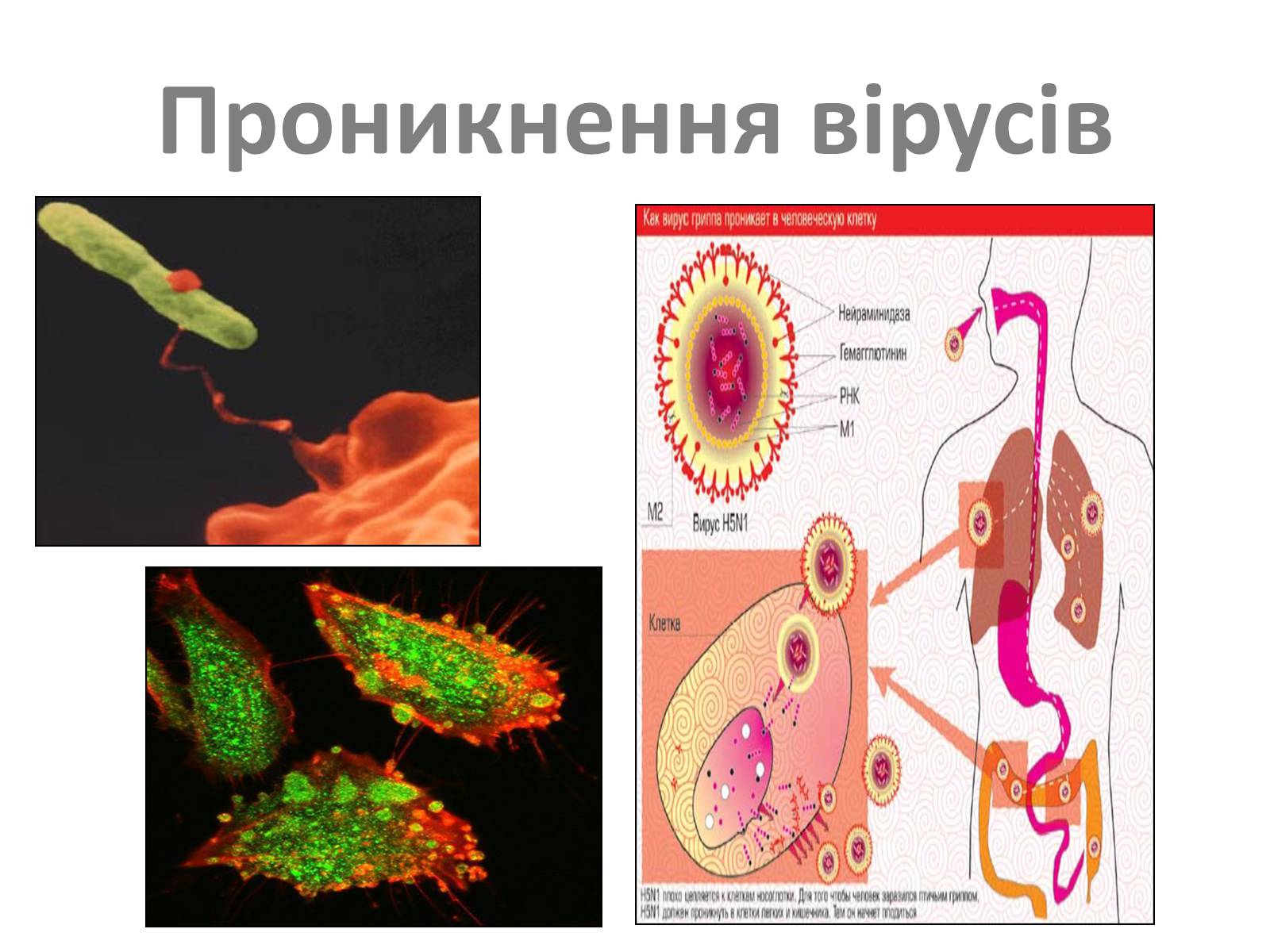 Презентація на тему «Віруси» (варіант 3) - Слайд #13 Презентація на тему «Віруси» (варіант 3) - Слайд #13