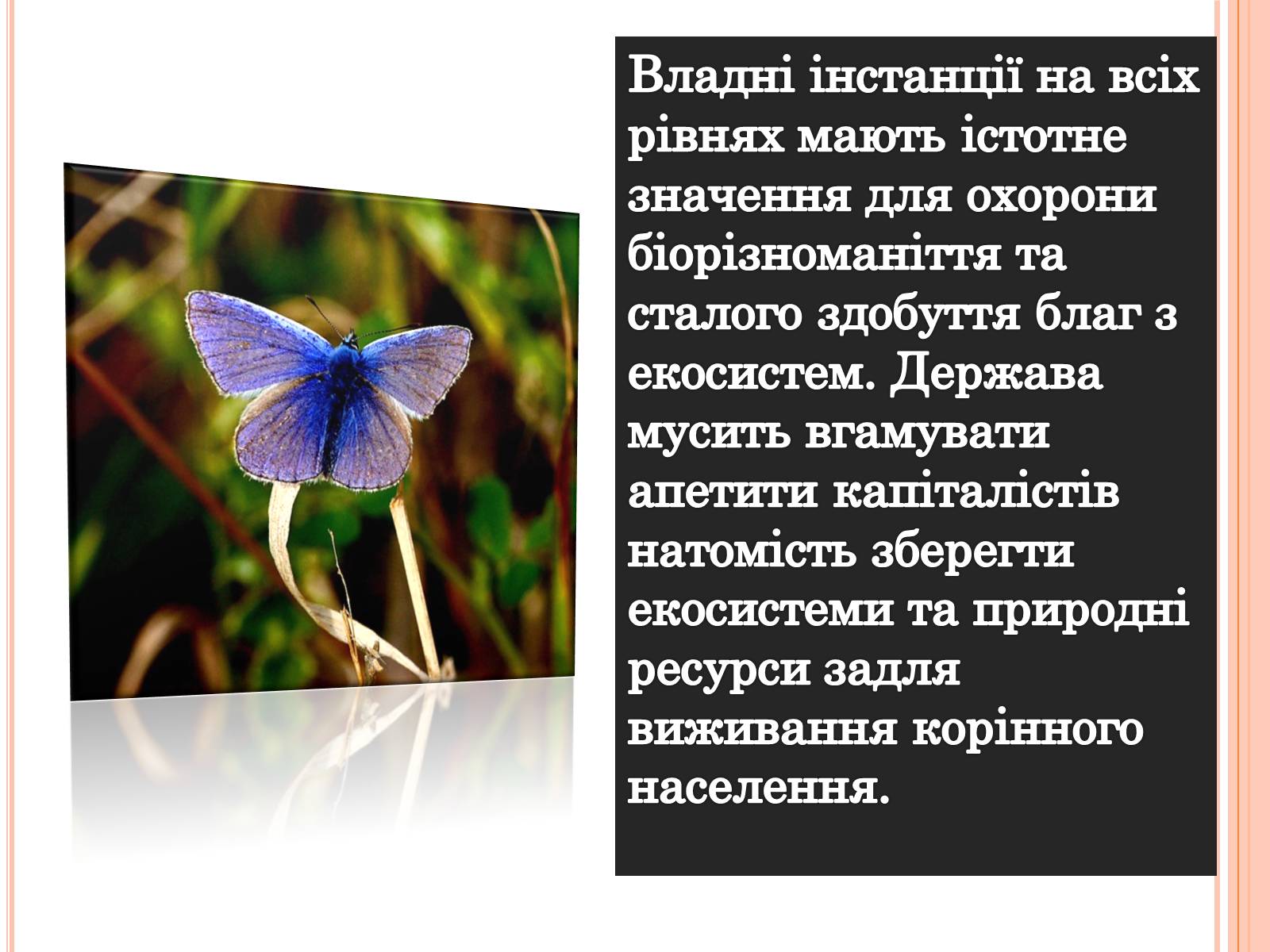 Презентація на тему «Біорізноманіття» (варіант 5) - Слайд #12 Презентація на тему «Біорізноманіття» (варіант 5) - Слайд #12