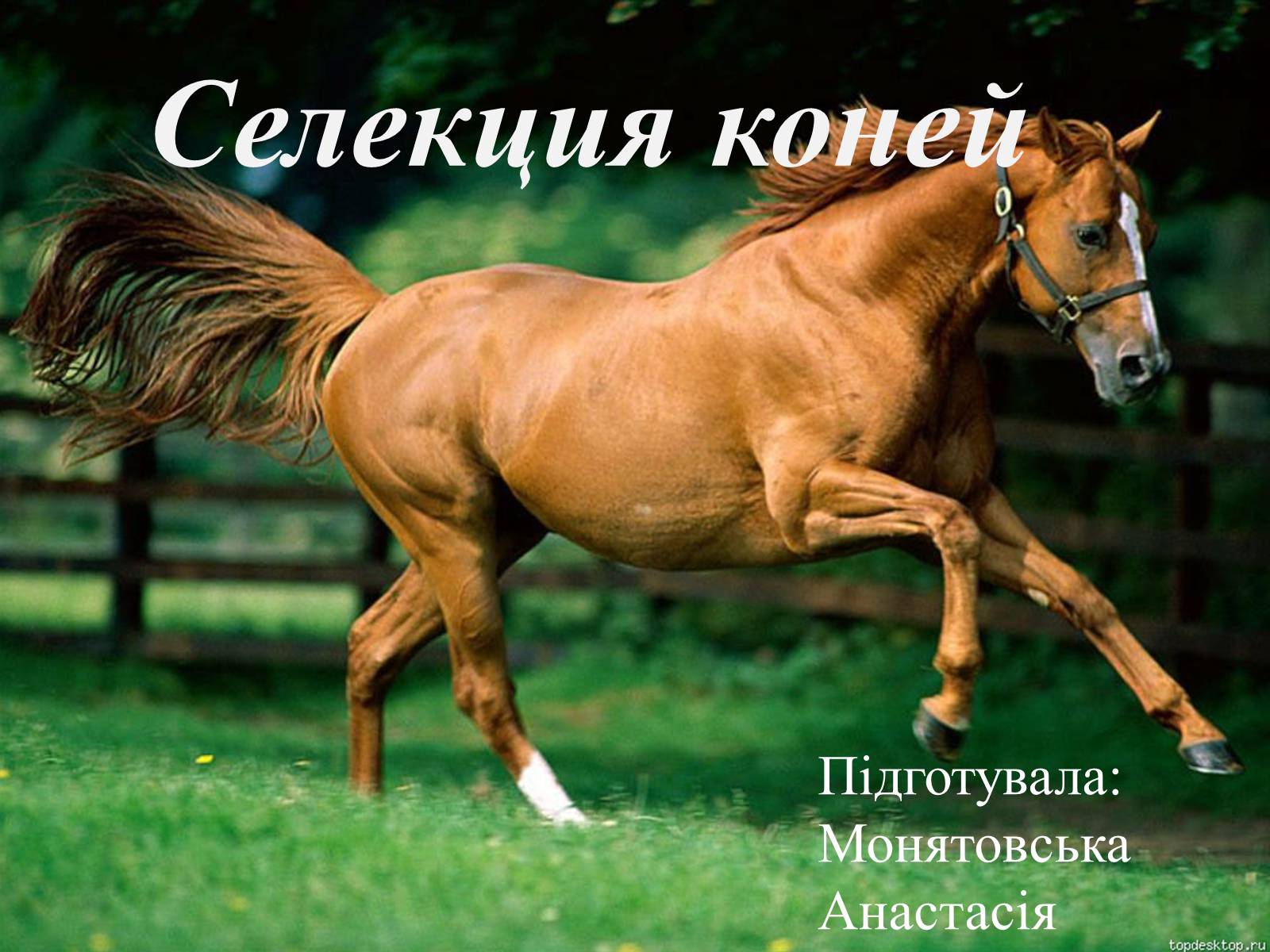Презентація на тему «Селекция коней» - Слайд #1 Презентація на тему «Селекция коней» - Слайд #1