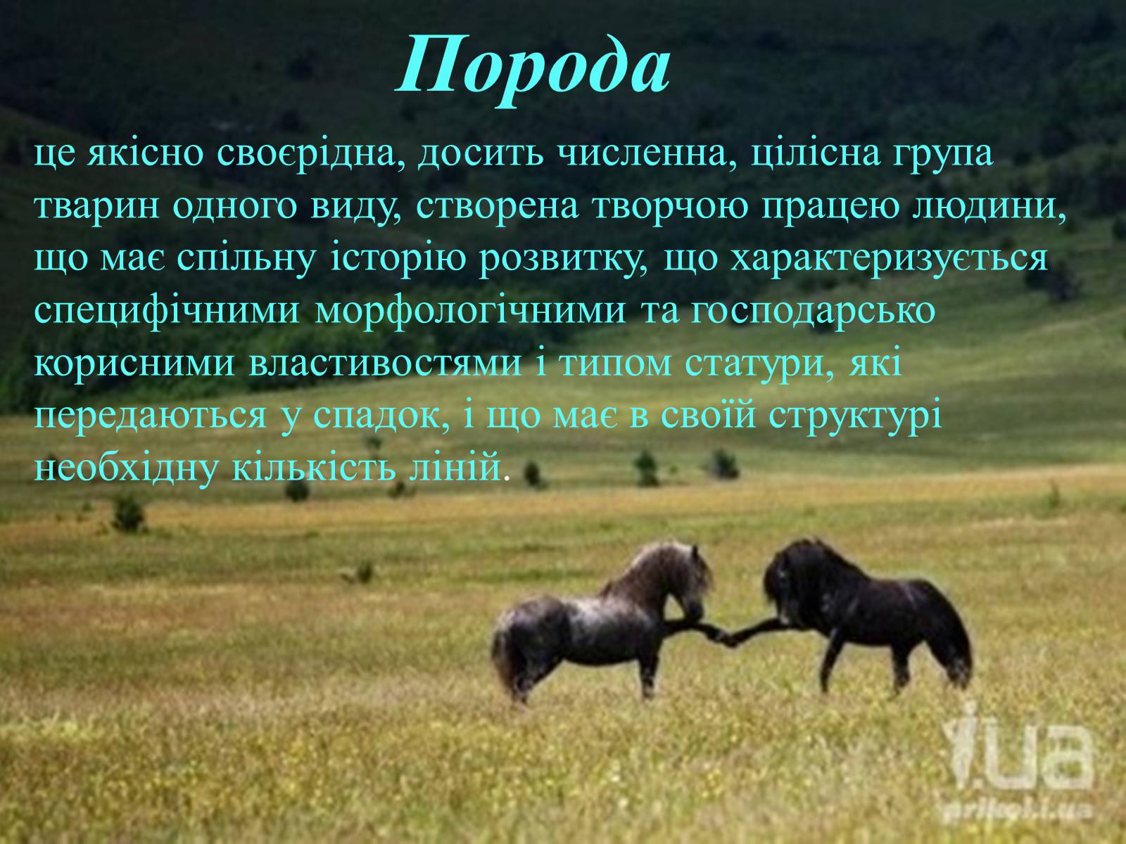 Презентація на тему «Селекция коней» - Слайд #11 Презентація на тему «Селекция коней» - Слайд #11