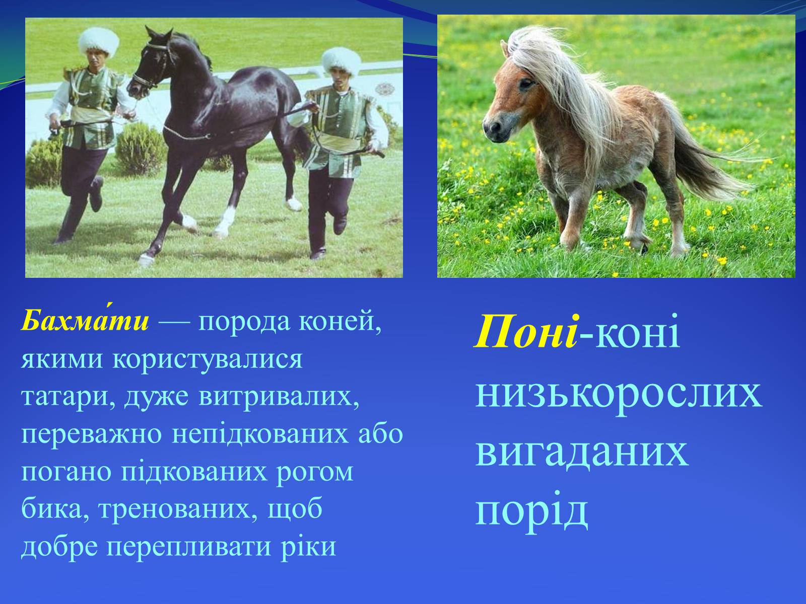 Презентація на тему «Селекция коней» - Слайд #13 Презентація на тему «Селекция коней» - Слайд #13