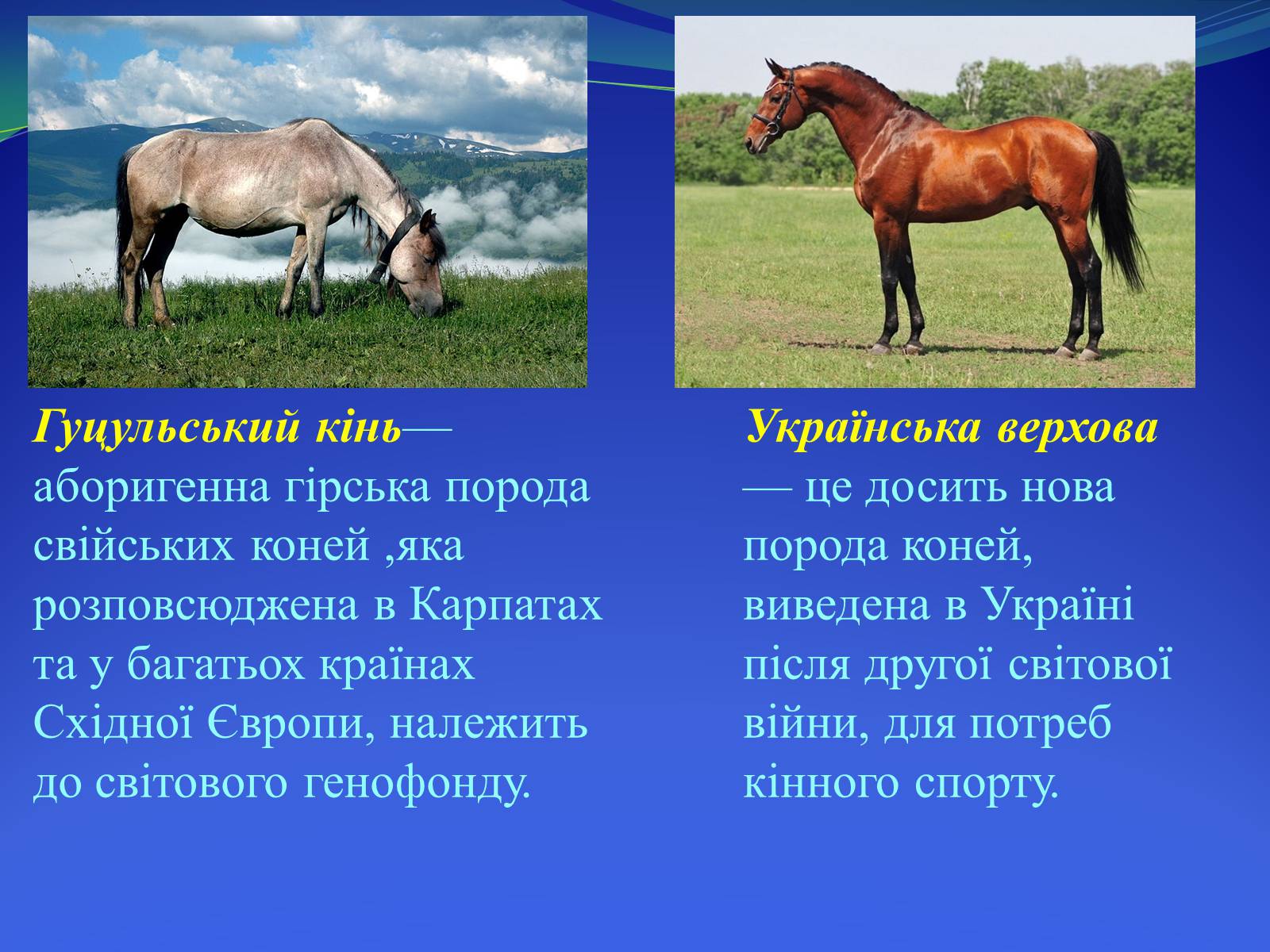 Презентація на тему «Селекция коней» - Слайд #14 Презентація на тему «Селекция коней» - Слайд #14