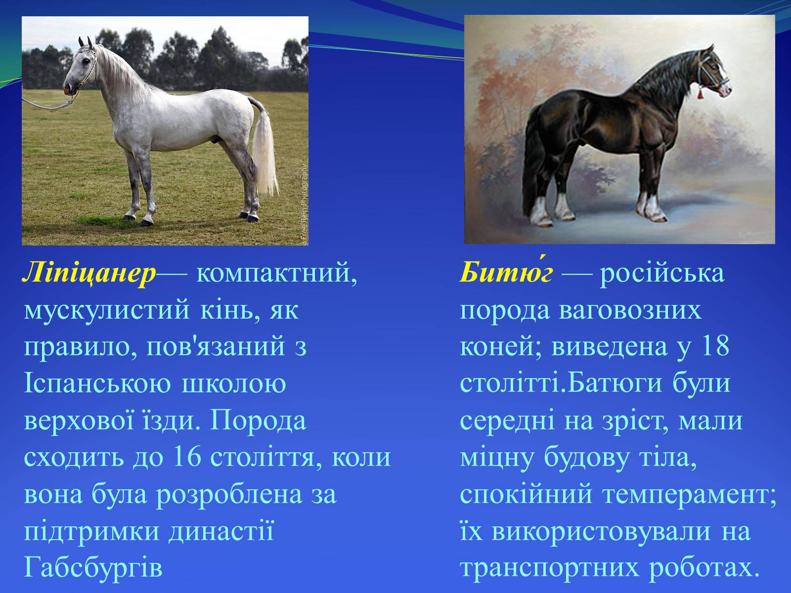 Презентація на тему «Селекция коней» - Слайд #15 Презентація на тему «Селекция коней» - Слайд #15