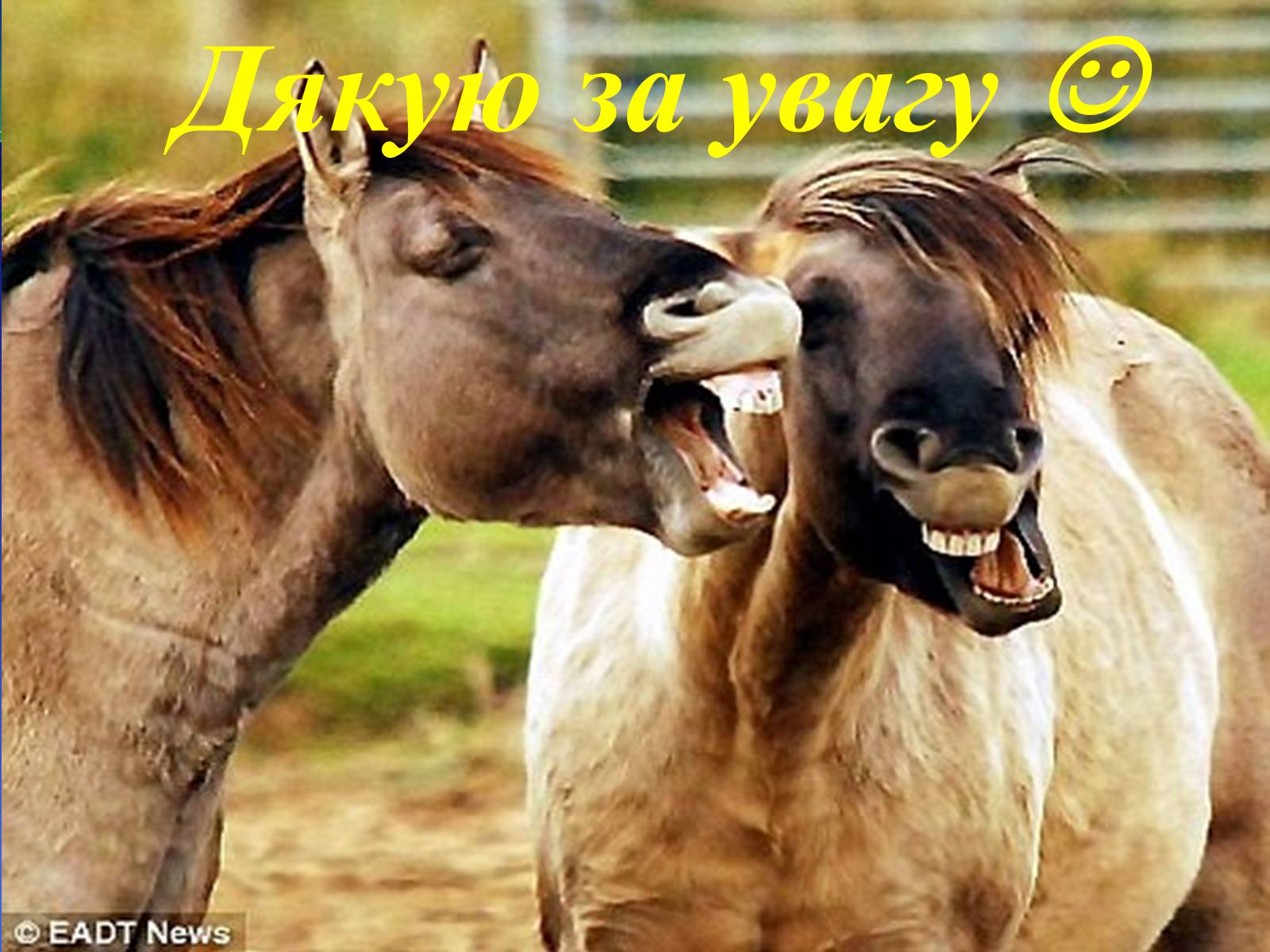 Презентація на тему «Селекция коней» - Слайд #16 Презентація на тему «Селекция коней» - Слайд #16