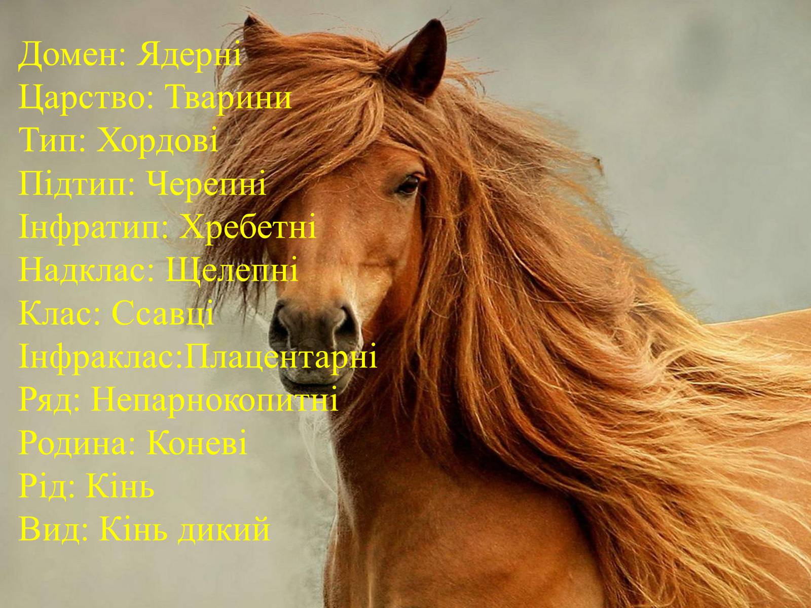Презентація на тему «Селекция коней» - Слайд #3 Презентація на тему «Селекция коней» - Слайд #3