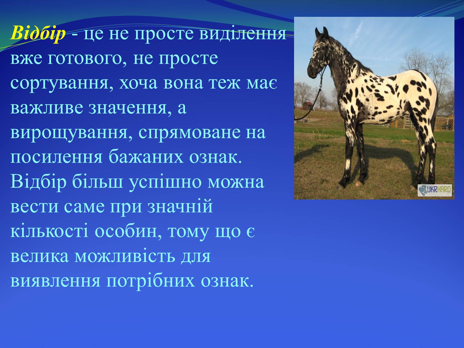 Презентація на тему «Селекция коней» - Слайд #5 Презентація на тему «Селекция коней» - Слайд #5
