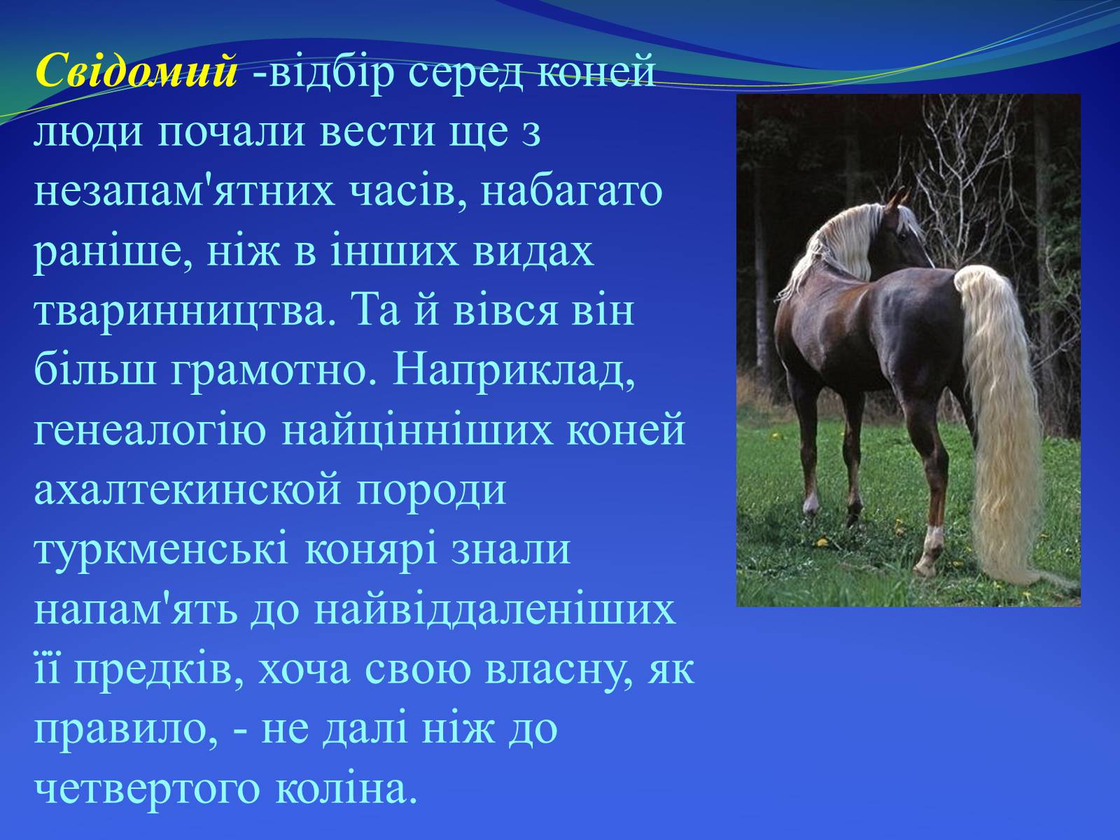 Презентація на тему «Селекция коней» - Слайд #8 Презентація на тему «Селекция коней» - Слайд #8