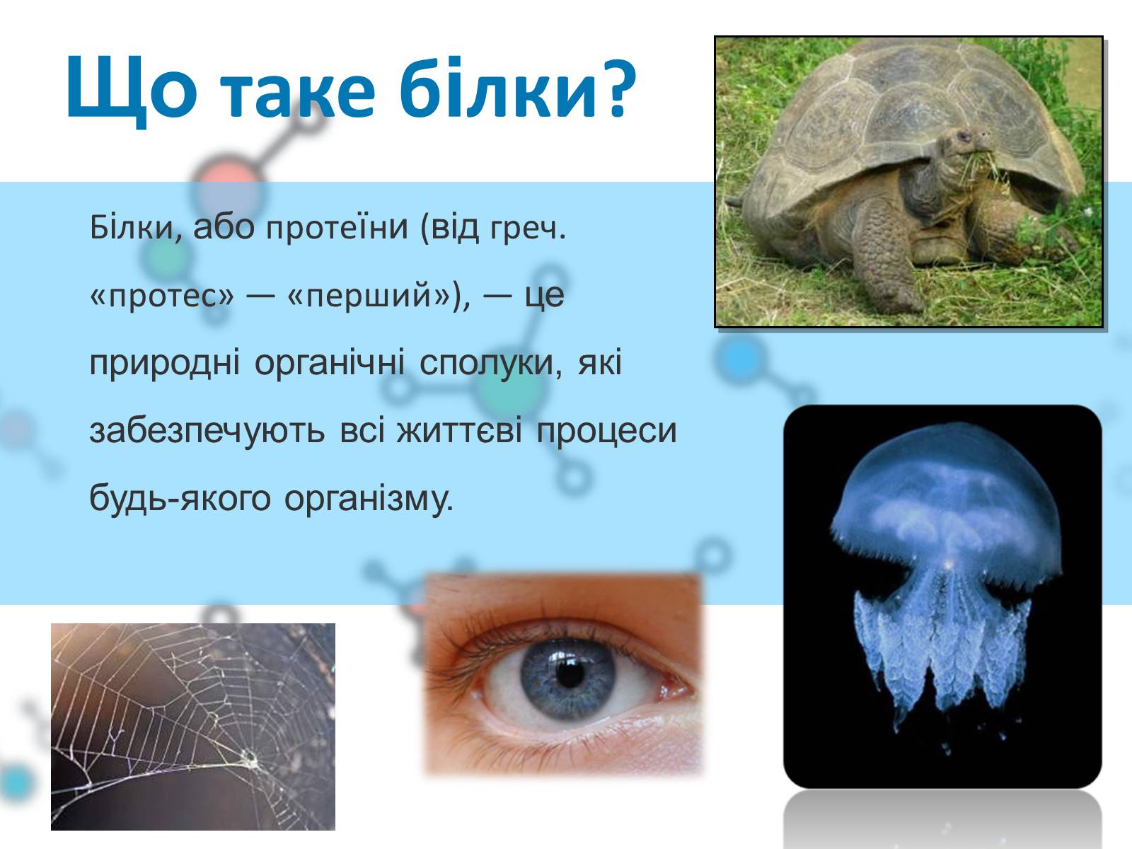 Презентація на тему «Білки» (варіант 8) - Слайд #2 Презентація на тему «Білки» (варіант 8) - Слайд #2