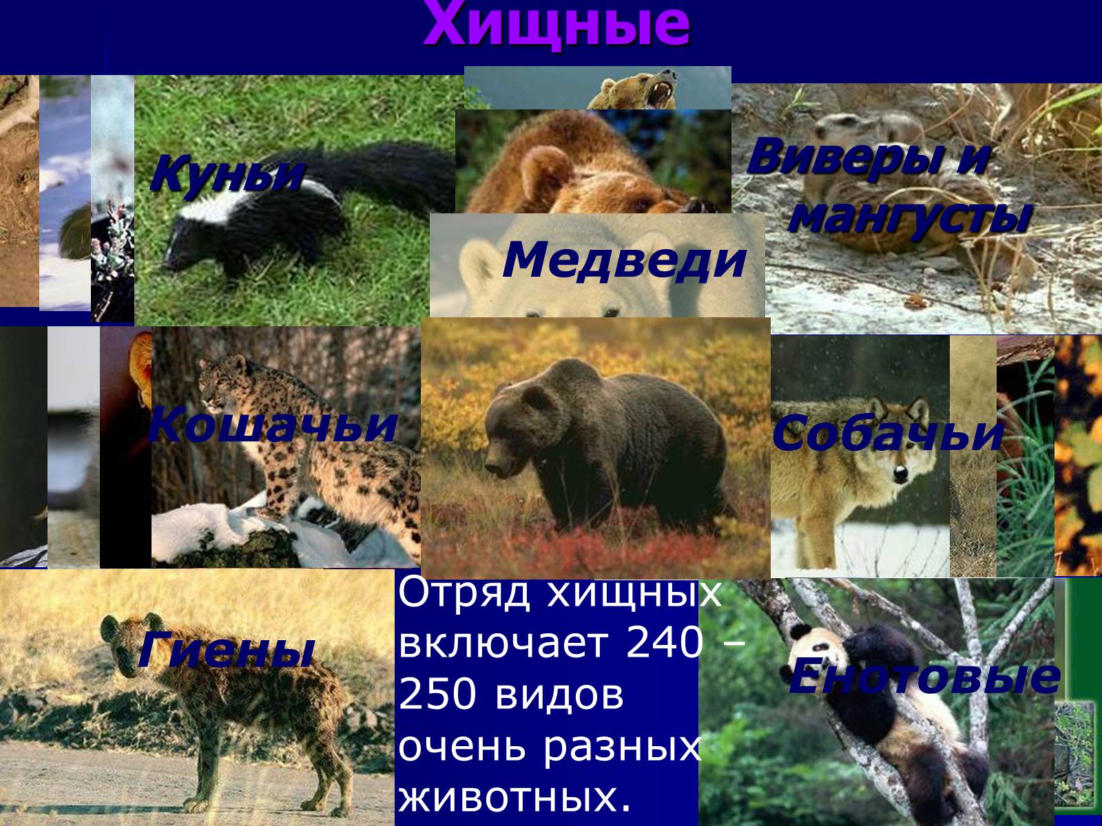 Презентація на тему «Млекопитающие» (варіант 2) - Слайд #11 Презентація на тему «Млекопитающие» (варіант 2) - Слайд #11