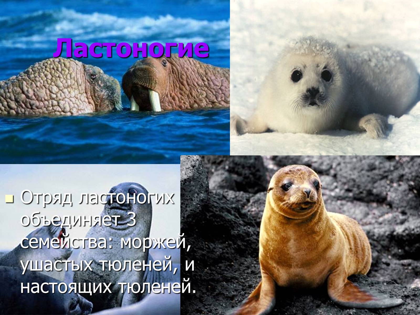 Презентація на тему «Млекопитающие» (варіант 2) - Слайд #12 Презентація на тему «Млекопитающие» (варіант 2) - Слайд #12