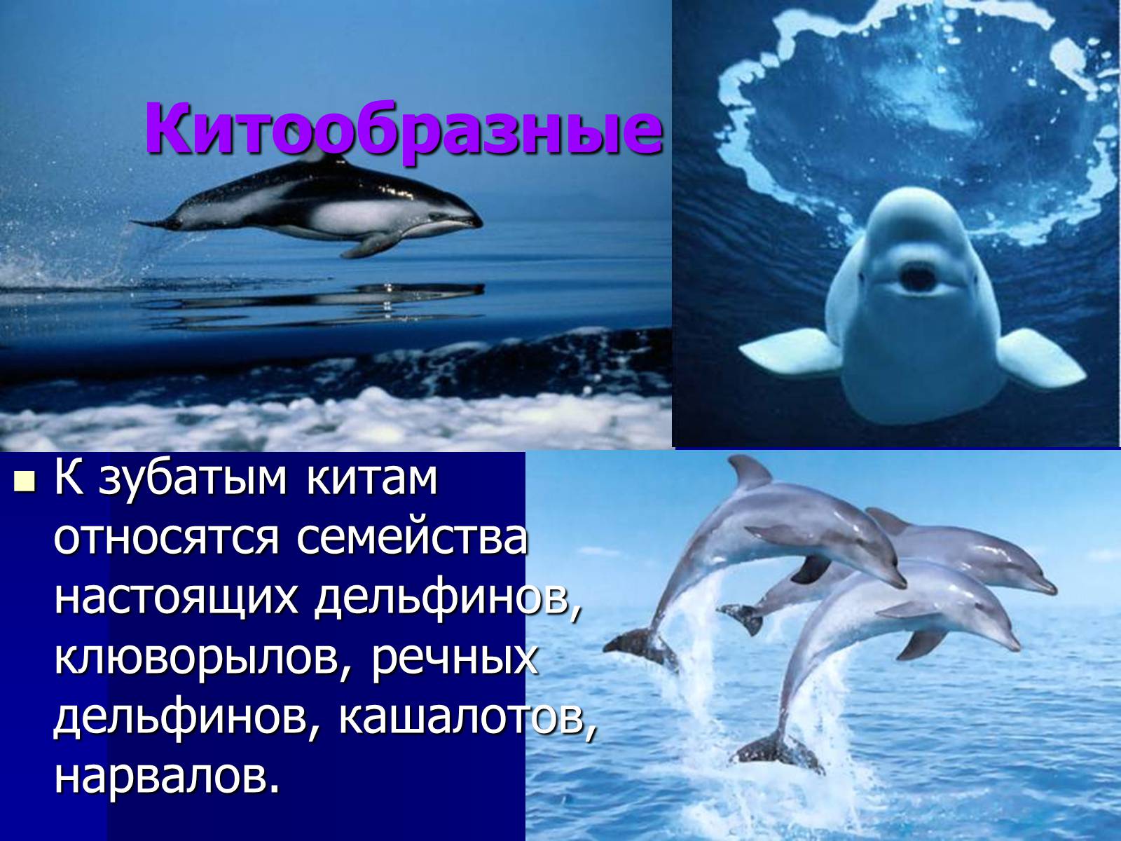 Презентація на тему «Млекопитающие» (варіант 2) - Слайд #13 Презентація на тему «Млекопитающие» (варіант 2) - Слайд #13