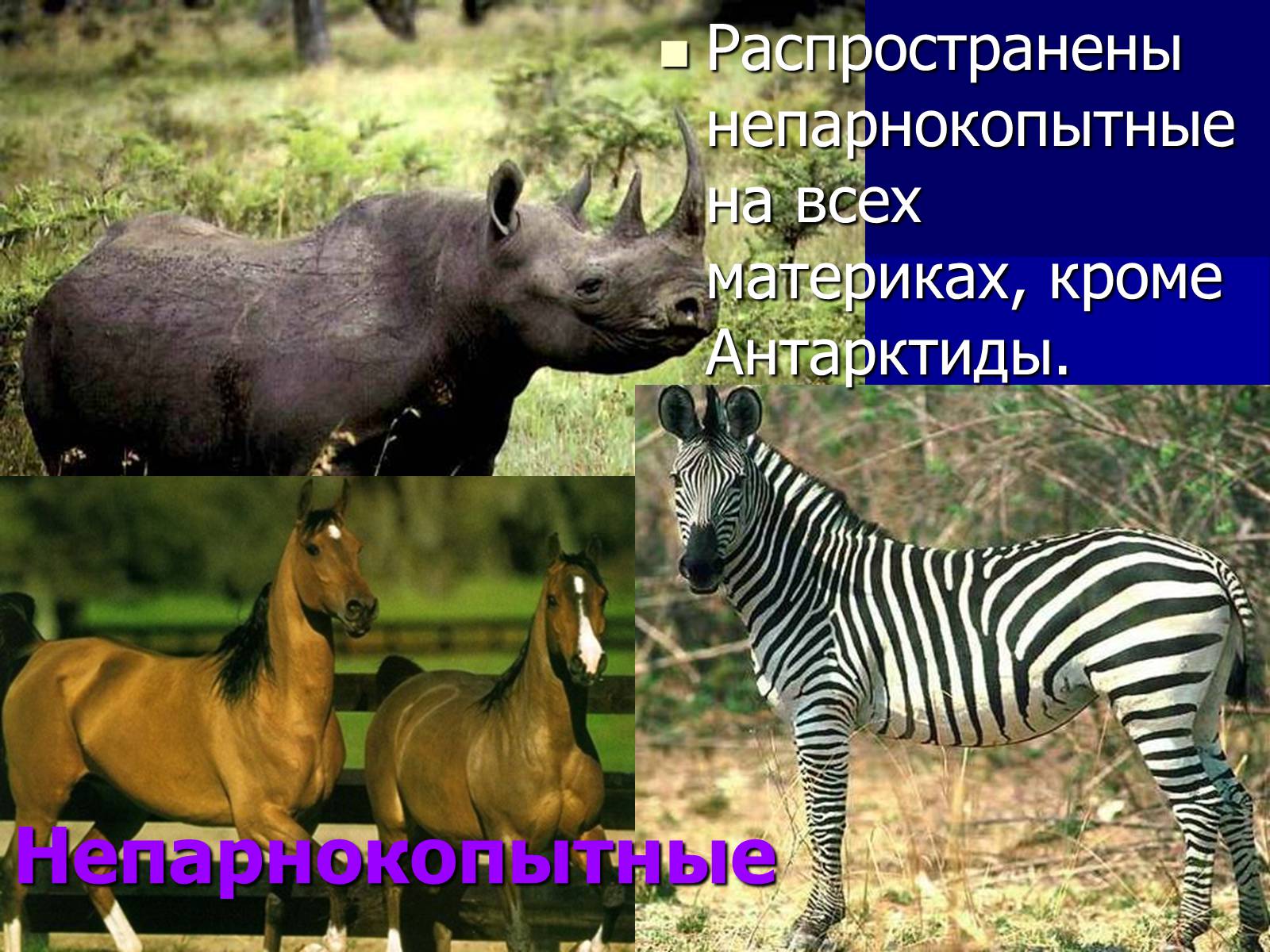 Презентація на тему «Млекопитающие» (варіант 2) - Слайд #15 Презентація на тему «Млекопитающие» (варіант 2) - Слайд #15