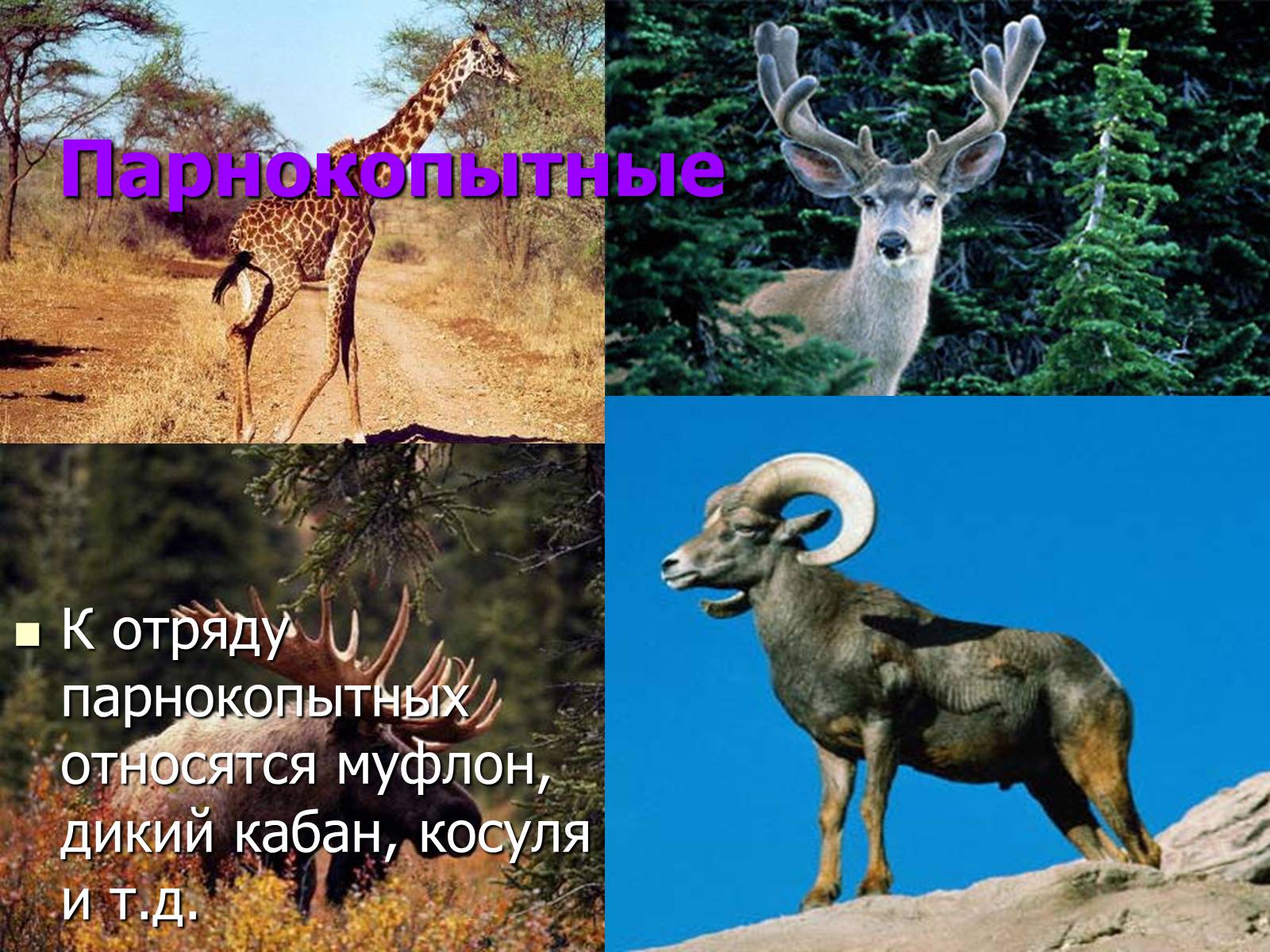 Презентація на тему «Млекопитающие» (варіант 2) - Слайд #16 Презентація на тему «Млекопитающие» (варіант 2) - Слайд #16