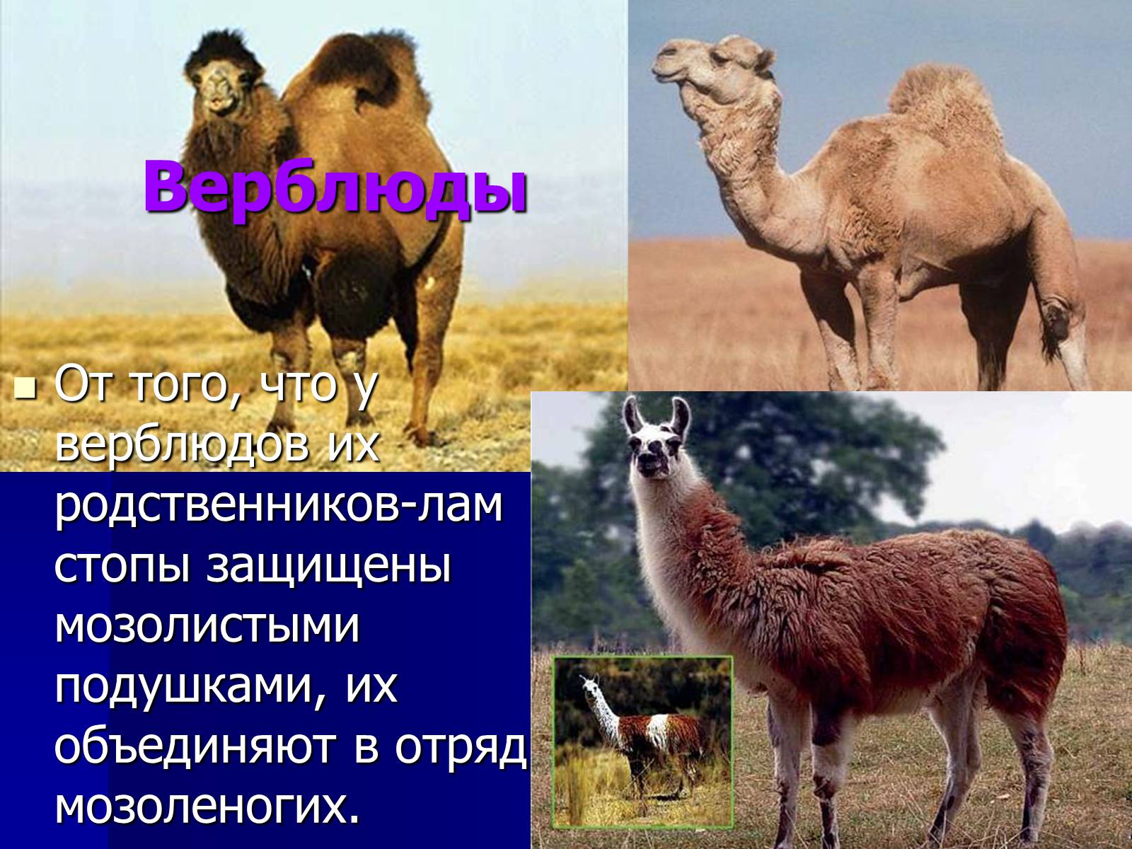 Презентація на тему «Млекопитающие» (варіант 2) - Слайд #17 Презентація на тему «Млекопитающие» (варіант 2) - Слайд #17