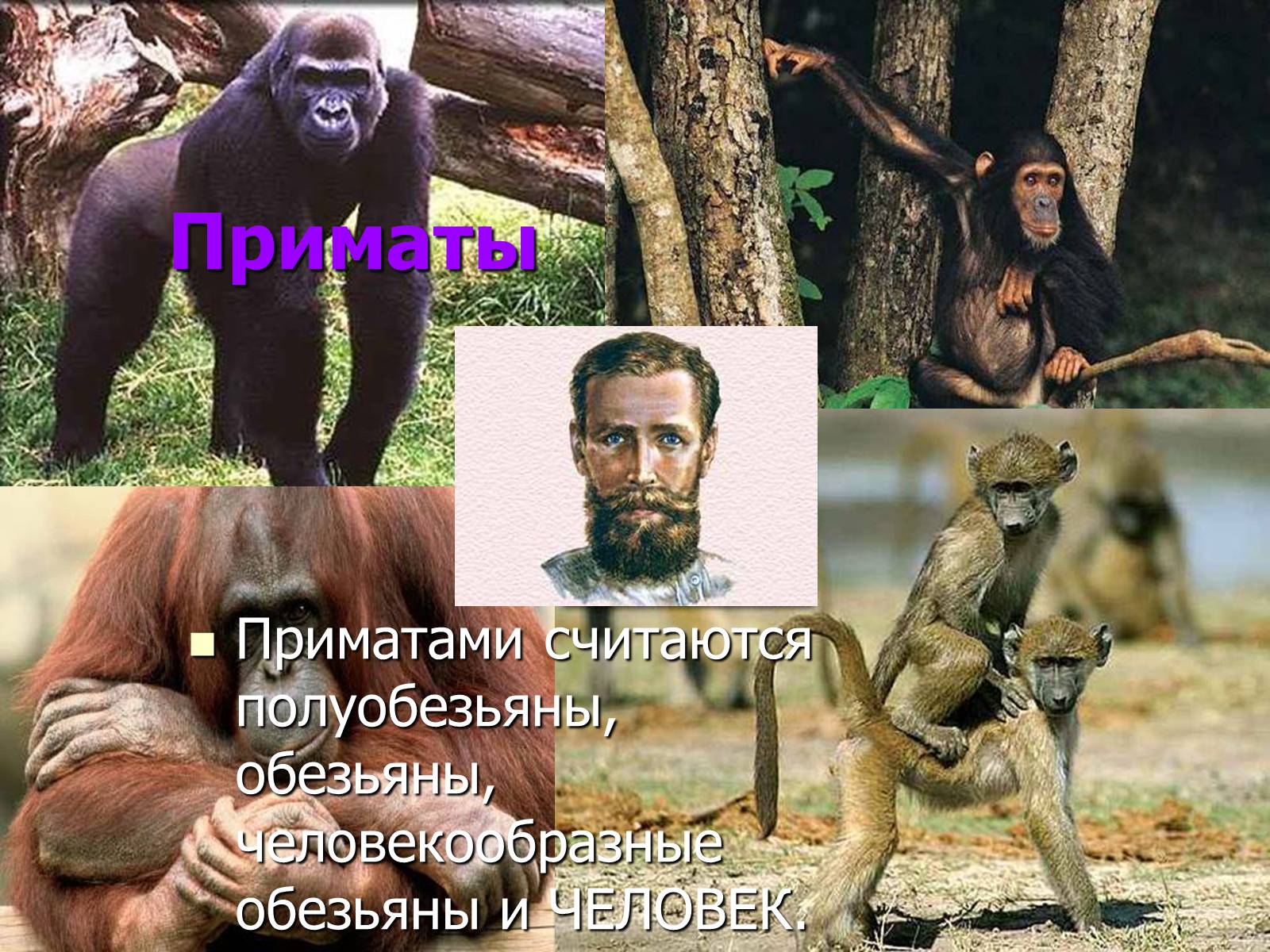 Презентація на тему «Млекопитающие» (варіант 2) - Слайд #7 Презентація на тему «Млекопитающие» (варіант 2) - Слайд #7
