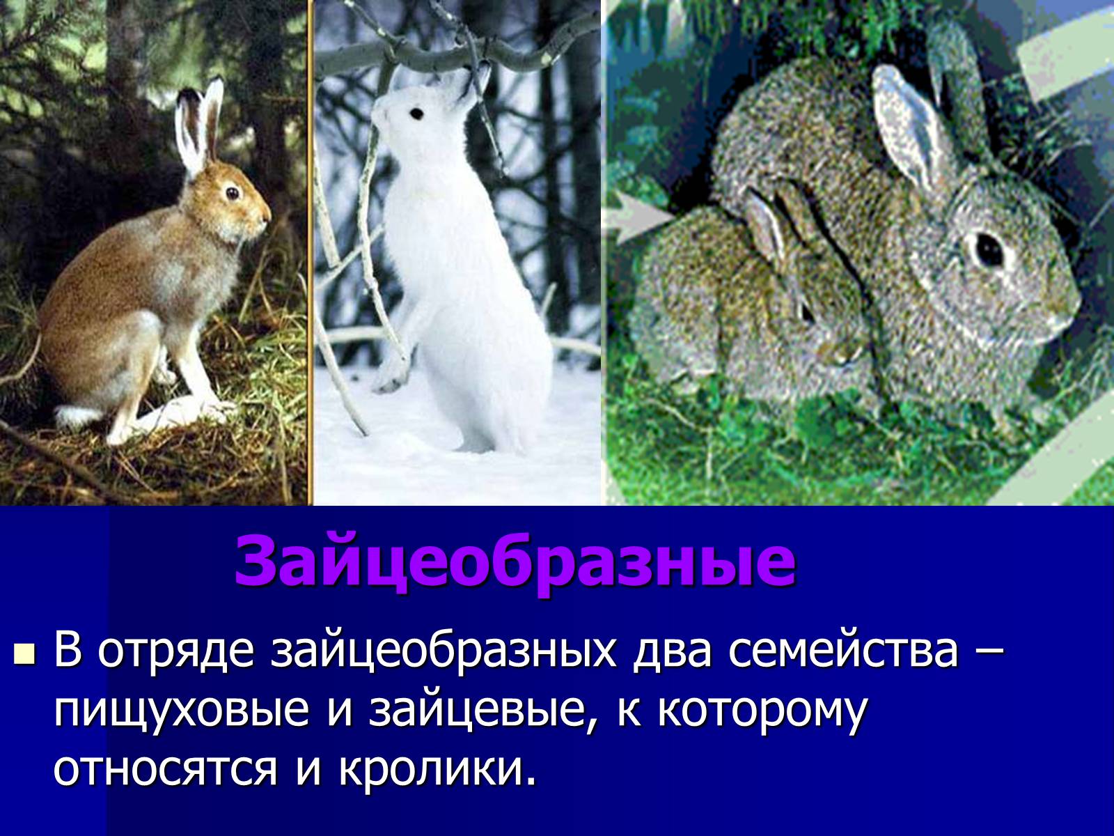 Презентація на тему «Млекопитающие» (варіант 2) - Слайд #9 Презентація на тему «Млекопитающие» (варіант 2) - Слайд #9