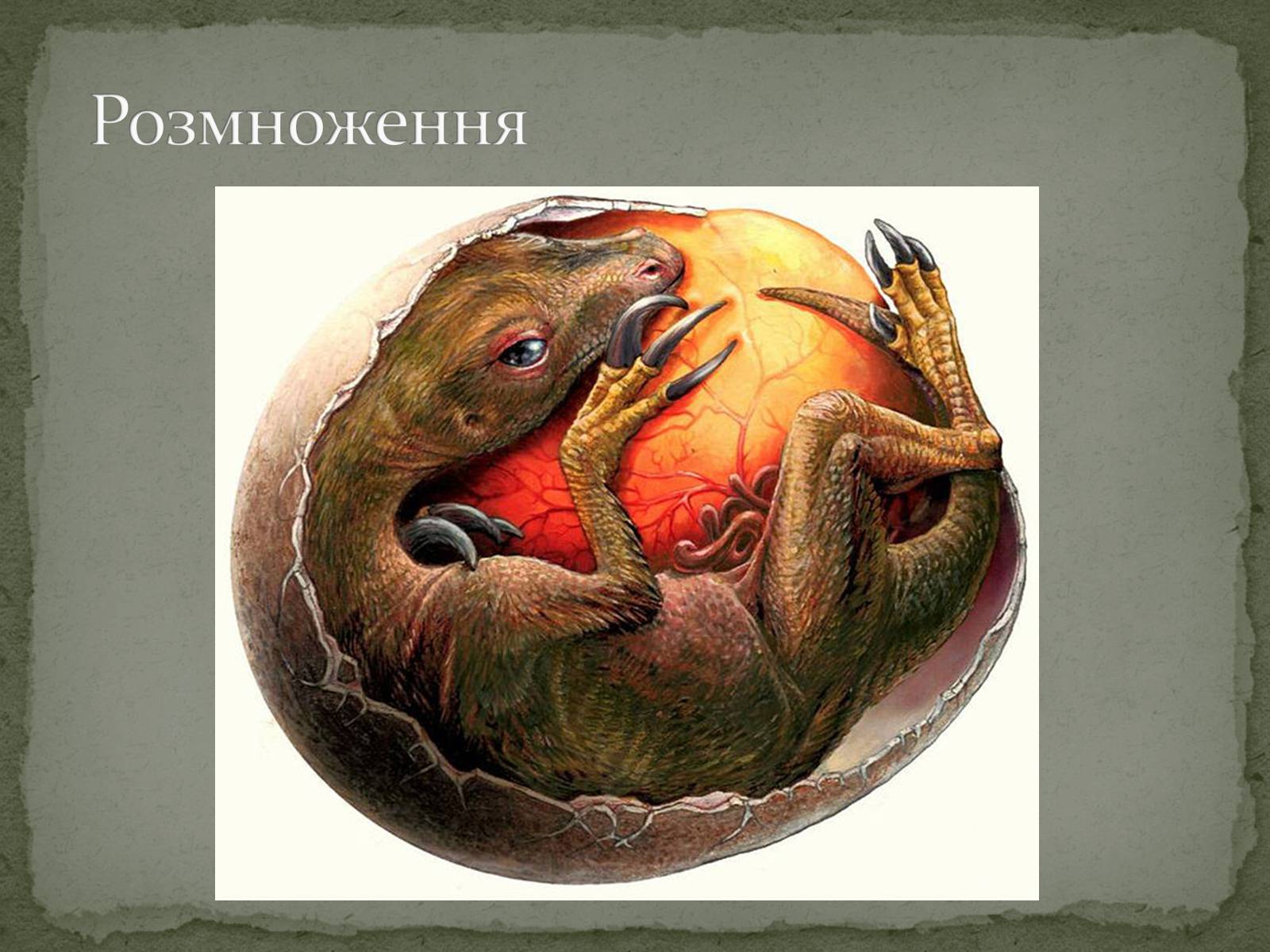 Презентація на тему «Історичний розвиток і різноманітність органічного світу» - Слайд #13 Презентація на тему «Історичний розвиток і різноманітність органічного світу» - Слайд #13
