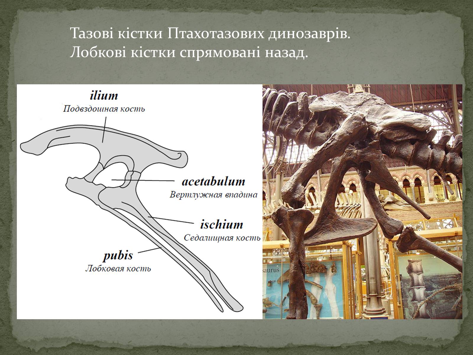 Презентація на тему «Історичний розвиток і різноманітність органічного світу» - Слайд #9 Презентація на тему «Історичний розвиток і різноманітність органічного світу» - Слайд #9