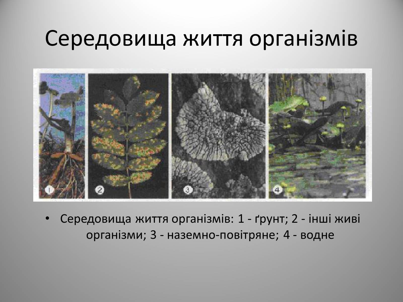 Презентація на тему «Біологія» (варіант 2) - Слайд #6 Презентація на тему «Біологія» (варіант 2) - Слайд #6