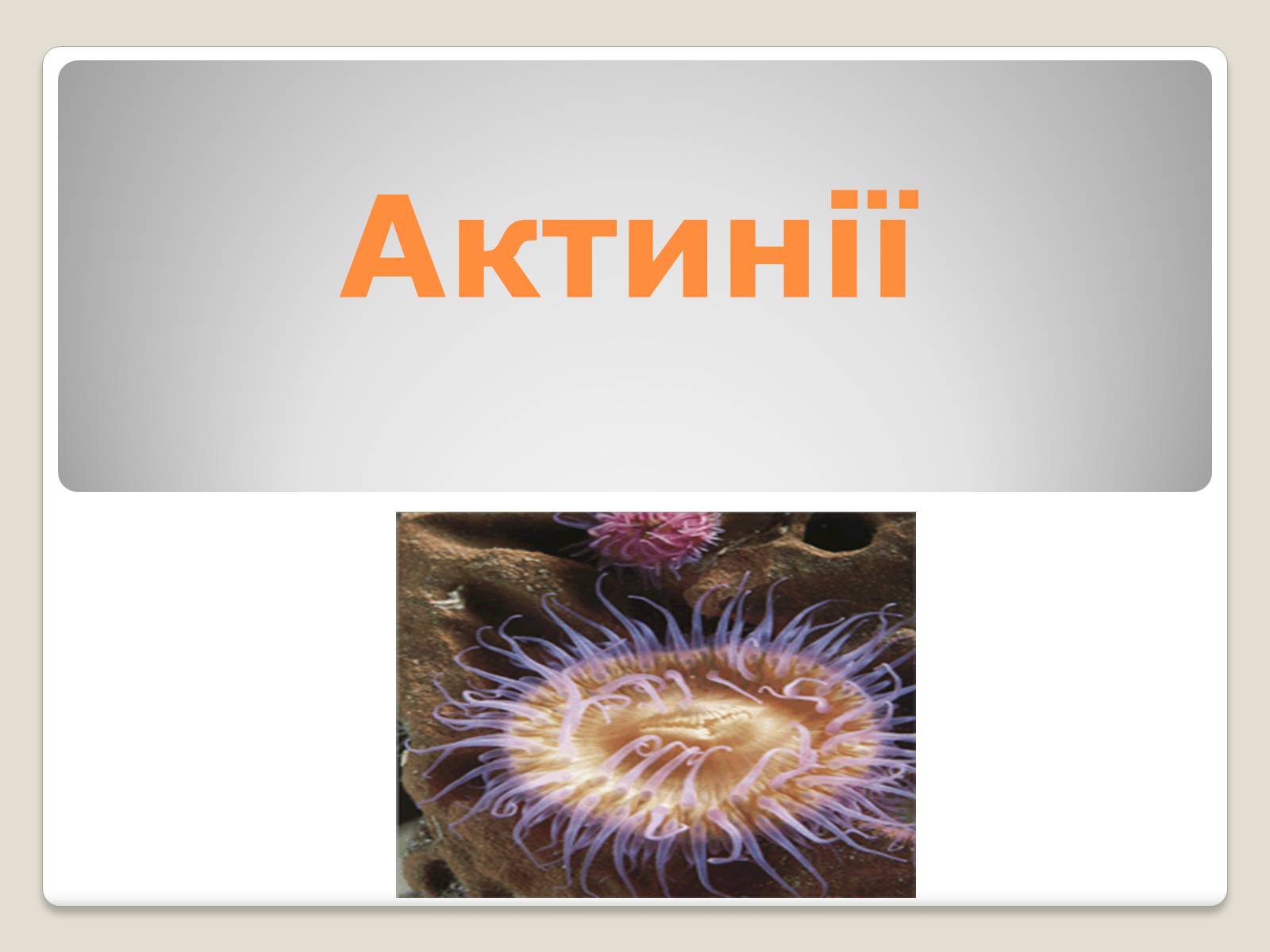 Презентація на тему «Актинії» - Слайд #1 Презентація на тему «Актинії» - Слайд #1