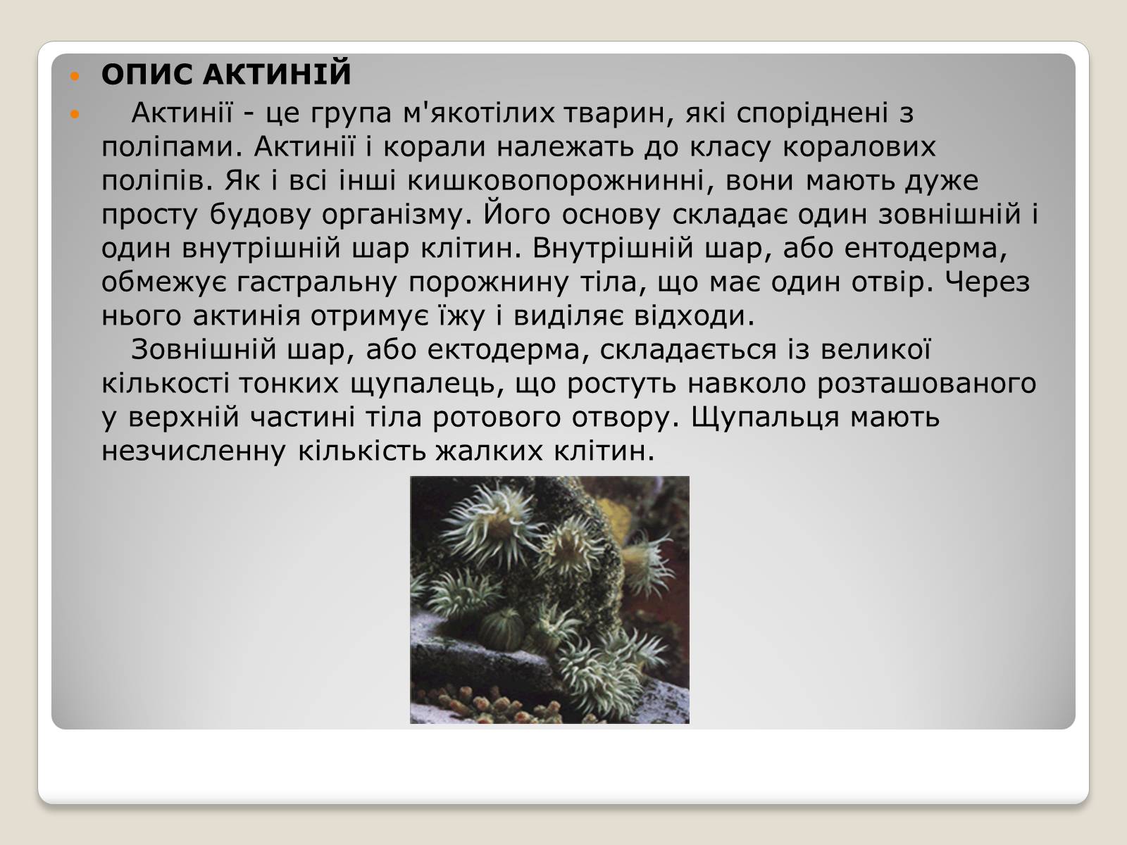 Презентація на тему «Актинії» - Слайд #5 Презентація на тему «Актинії» - Слайд #5