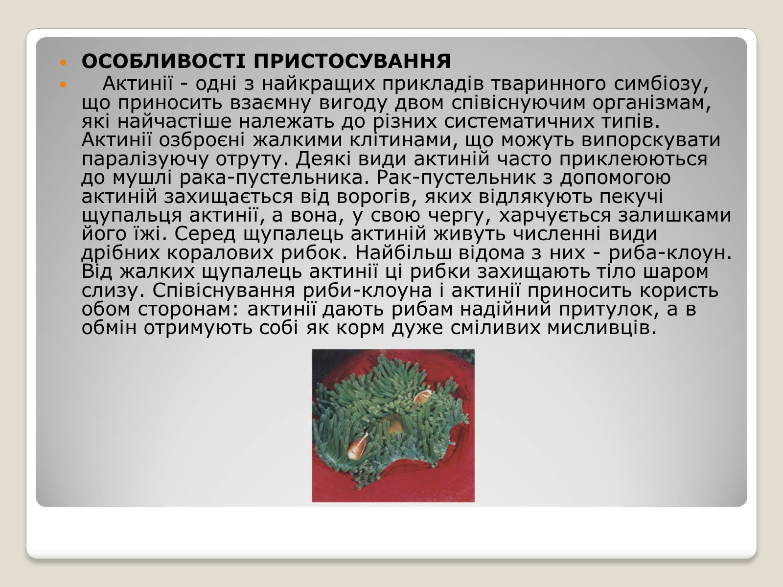 Презентація на тему «Актинії» - Слайд #6 Презентація на тему «Актинії» - Слайд #6