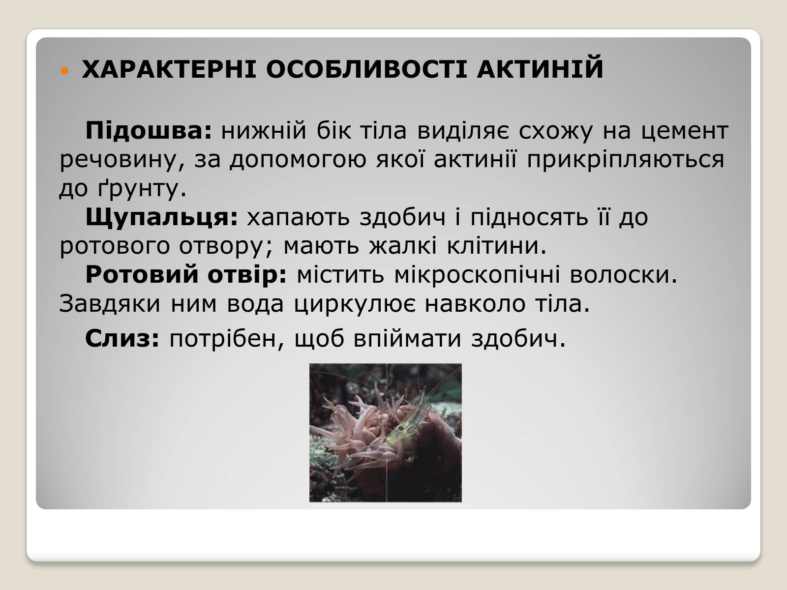 Презентація на тему «Актинії» - Слайд #7 Презентація на тему «Актинії» - Слайд #7