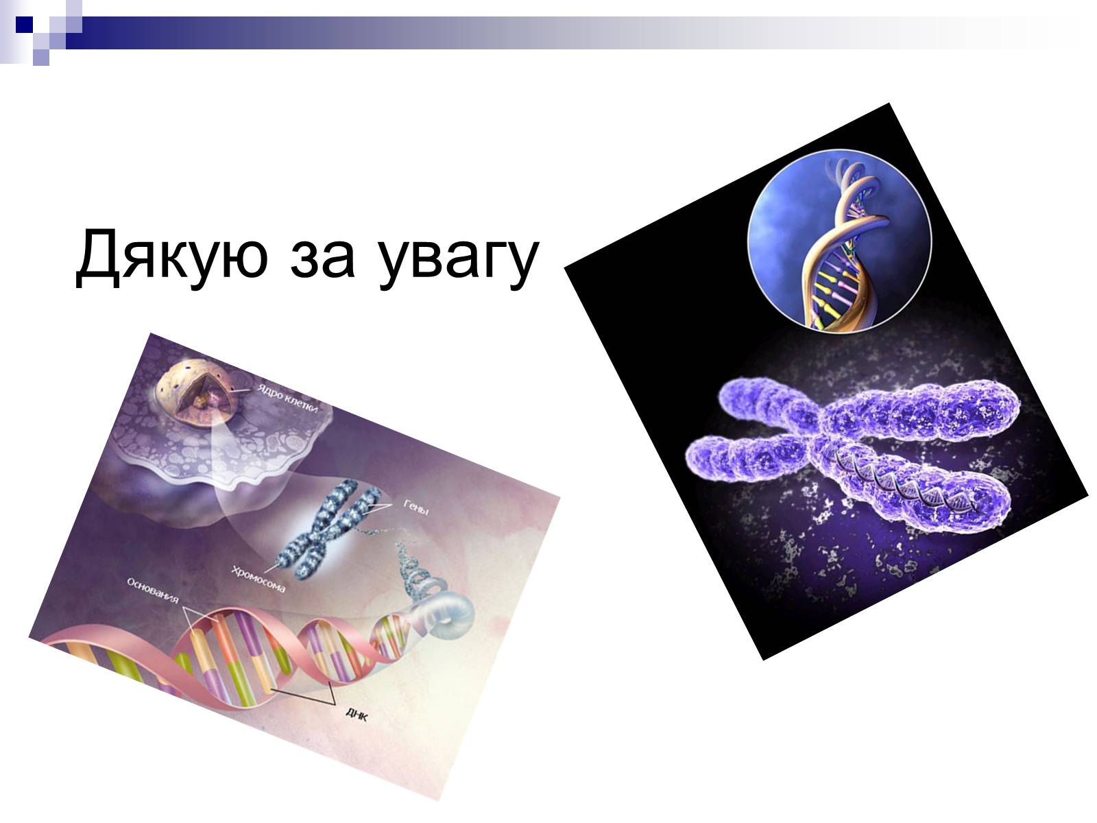 Презентація на тему «Генетична інженерія» (варіант 2) - Слайд #11 Презентація на тему «Генетична інженерія» (варіант 2) - Слайд #11