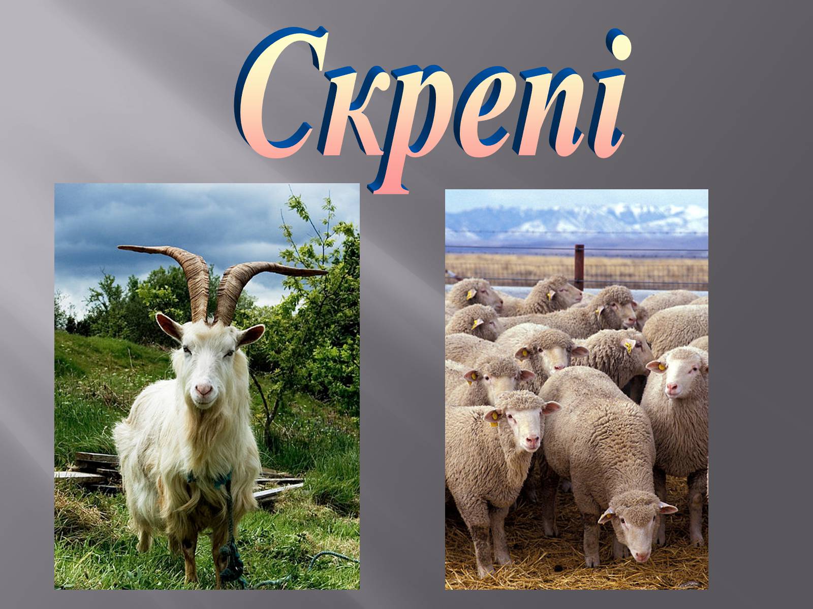 Презентація на тему «Скрепі» - Слайд #1 Презентація на тему «Скрепі» - Слайд #1