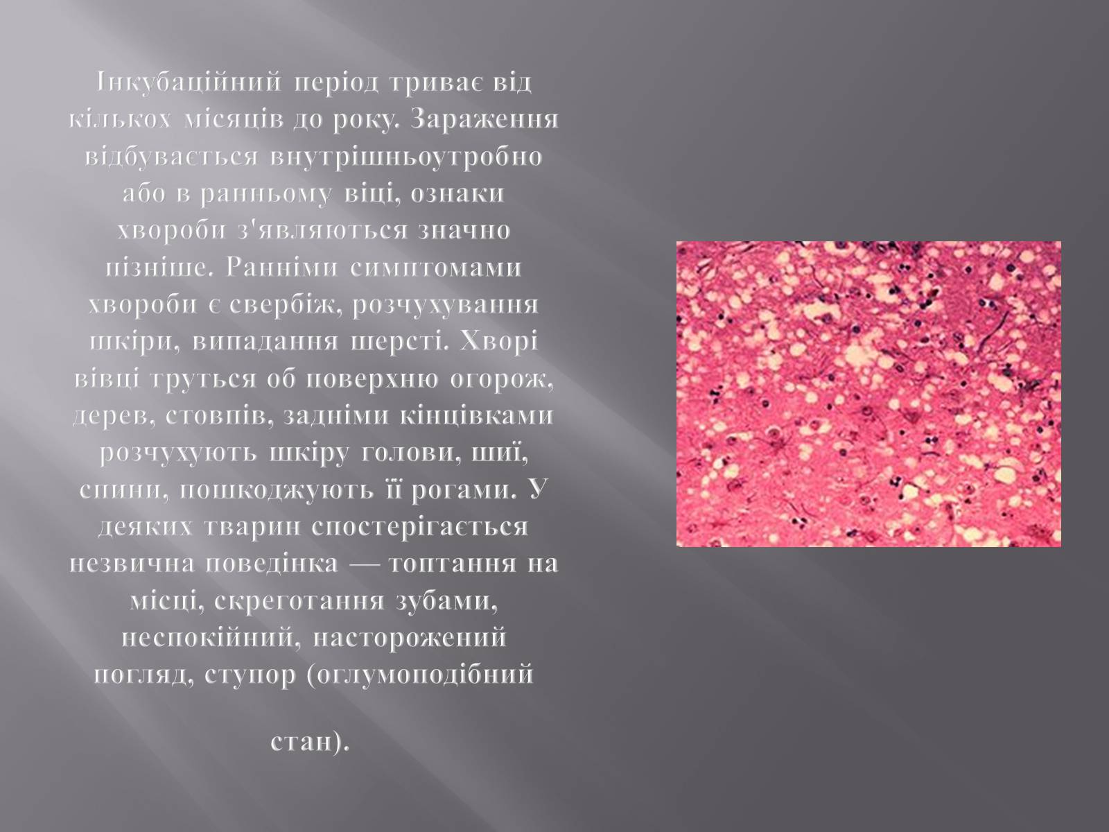 Презентація на тему «Скрепі» - Слайд #8 Презентація на тему «Скрепі» - Слайд #8