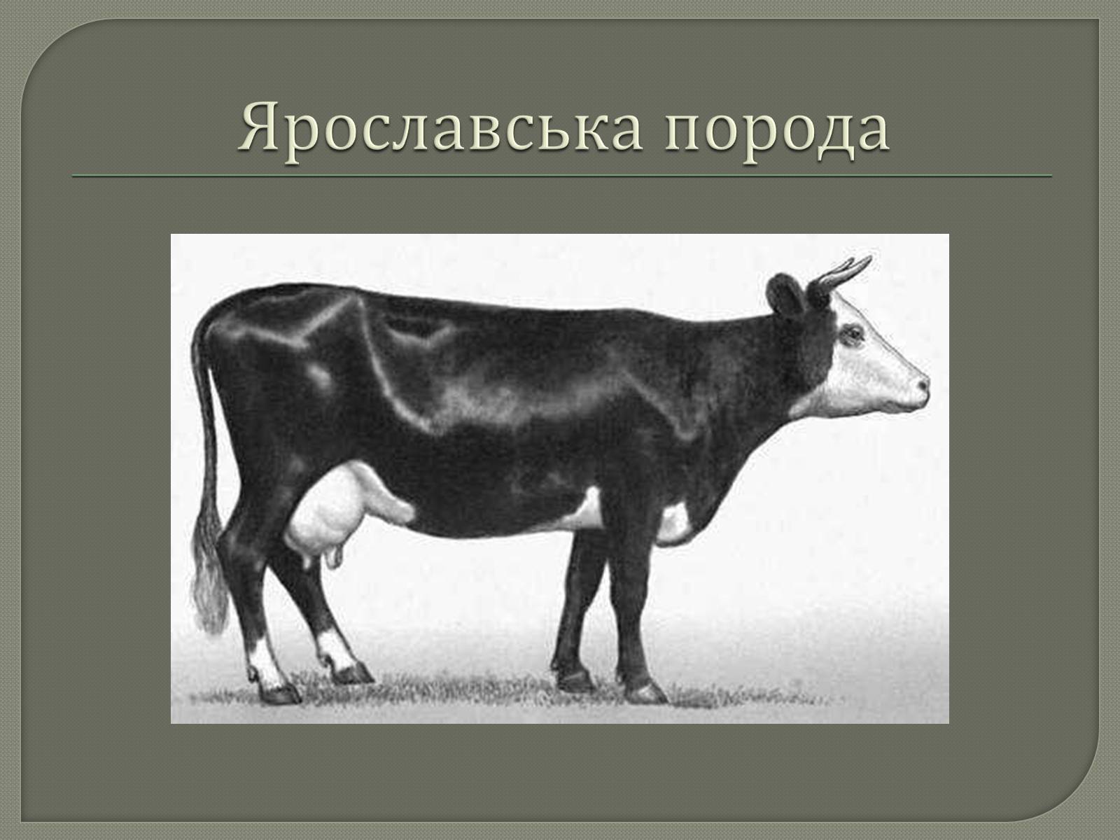 Презентація на тему «Селекція великої рогатої худоби» - Слайд #5 Презентація на тему «Селекція великої рогатої худоби» - Слайд #5