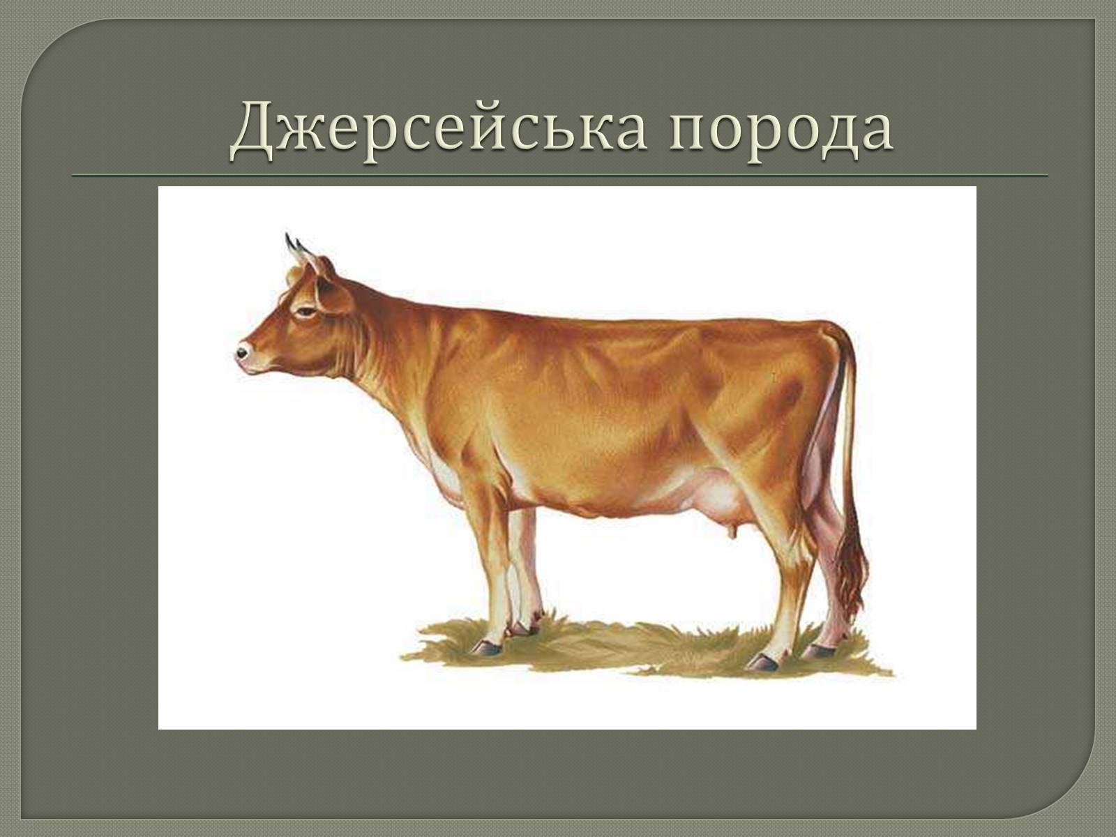 Презентація на тему «Селекція великої рогатої худоби» - Слайд #7 Презентація на тему «Селекція великої рогатої худоби» - Слайд #7