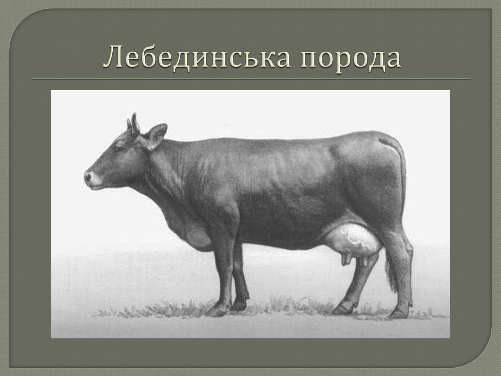 Презентація на тему «Селекція великої рогатої худоби» - Слайд #9 Презентація на тему «Селекція великої рогатої худоби» - Слайд #9