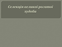 Презентація на тему «Селекція великої рогатої худоби»