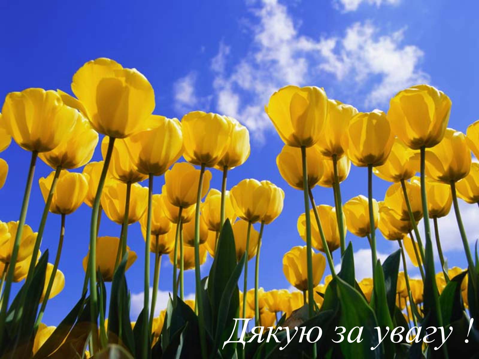 Презентація на тему «Патологічна анатомія туберкульозу» - Слайд #30 Презентація на тему «Патологічна анатомія туберкульозу» - Слайд #30