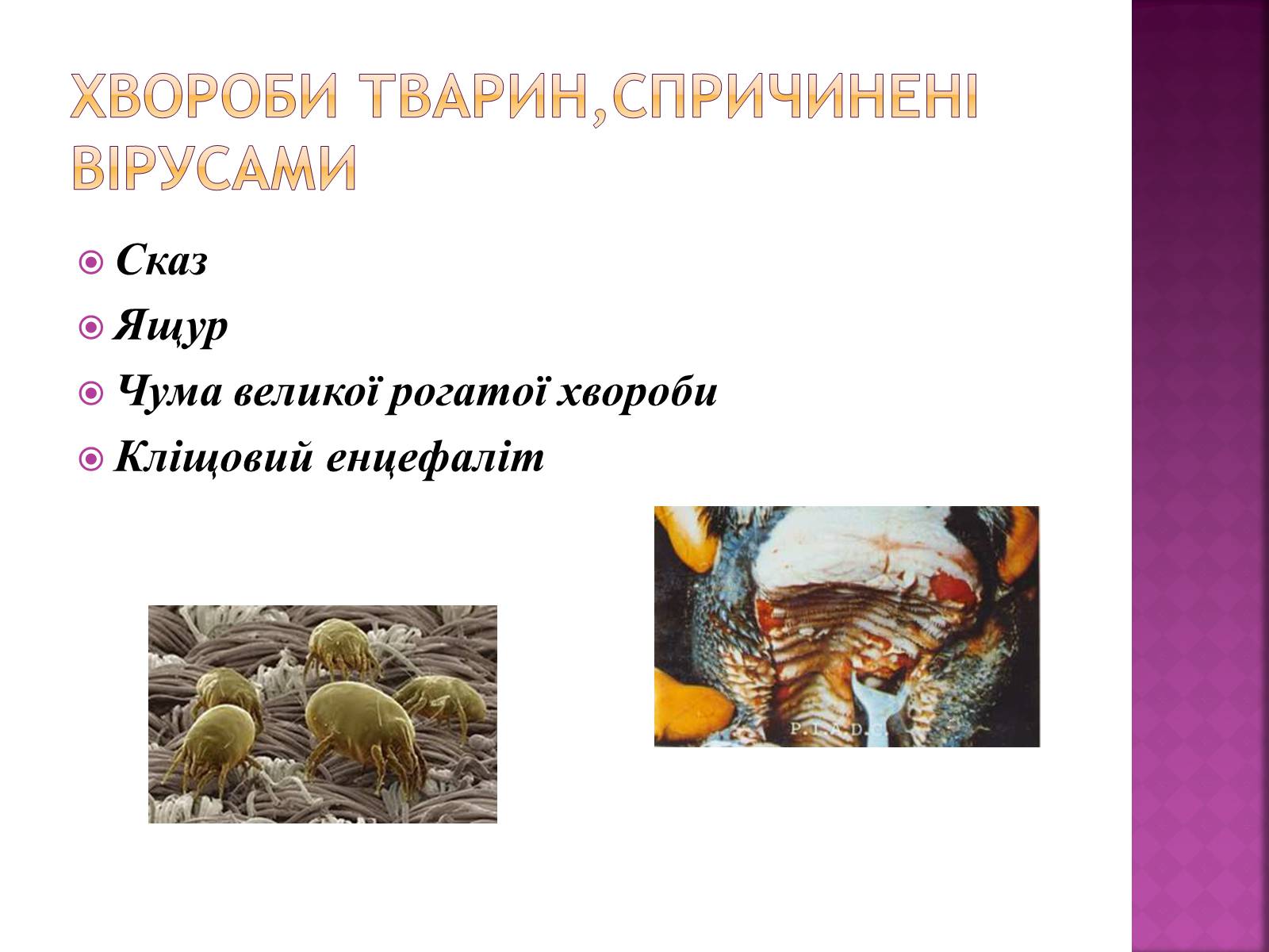 Презентація на тему «Віруси» (варіант 19) - Слайд #11 Презентація на тему «Віруси» (варіант 19) - Слайд #11