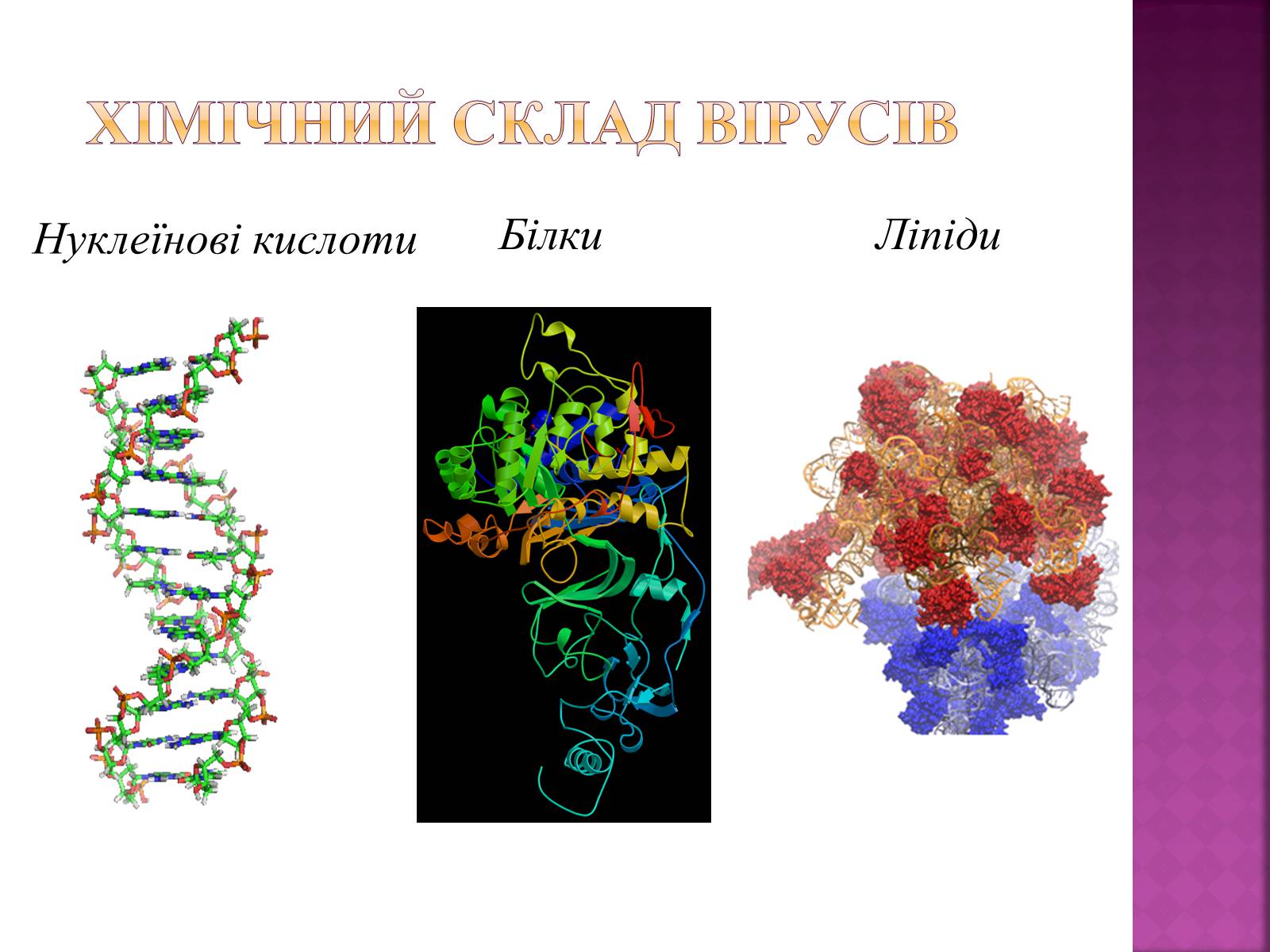 Презентація на тему «Віруси» (варіант 19) - Слайд #4 Презентація на тему «Віруси» (варіант 19) - Слайд #4